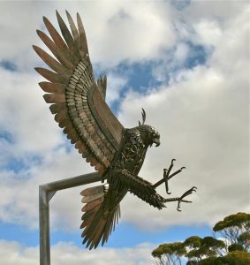 The Narembeen Hawk